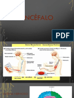 ENCÉFALO