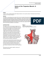 The Variational Anatomy of The Trapezius Muscle: A Review of The Literature