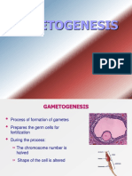 Gametogenesis, 2008