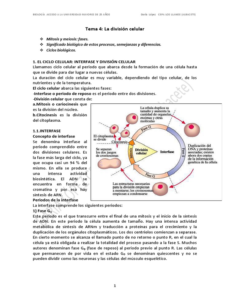 Diferencias Y Semejanzas De La Mitosis Y Meiosis Esta