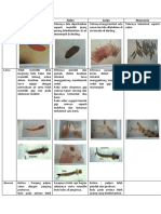 Tabel Entomologi Nyamuk