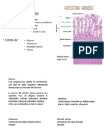 Histologia Del Intestino Grueso