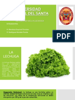 Lechuga 1