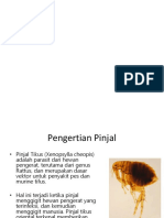 All About Pinjal