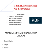 Anatomi Sistem Urinaria Ikan & Unggas