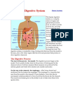 217195933-Human-Digestive-System-doc.doc