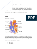 63944489-Anatomy-and-Physiology-Of-the-Cardiovascular-System.doc