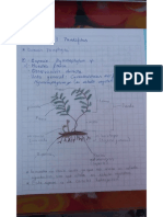 CuadernoLab3, Pteridófitas2016