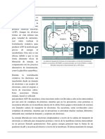 Fosforilacion Oxidativa