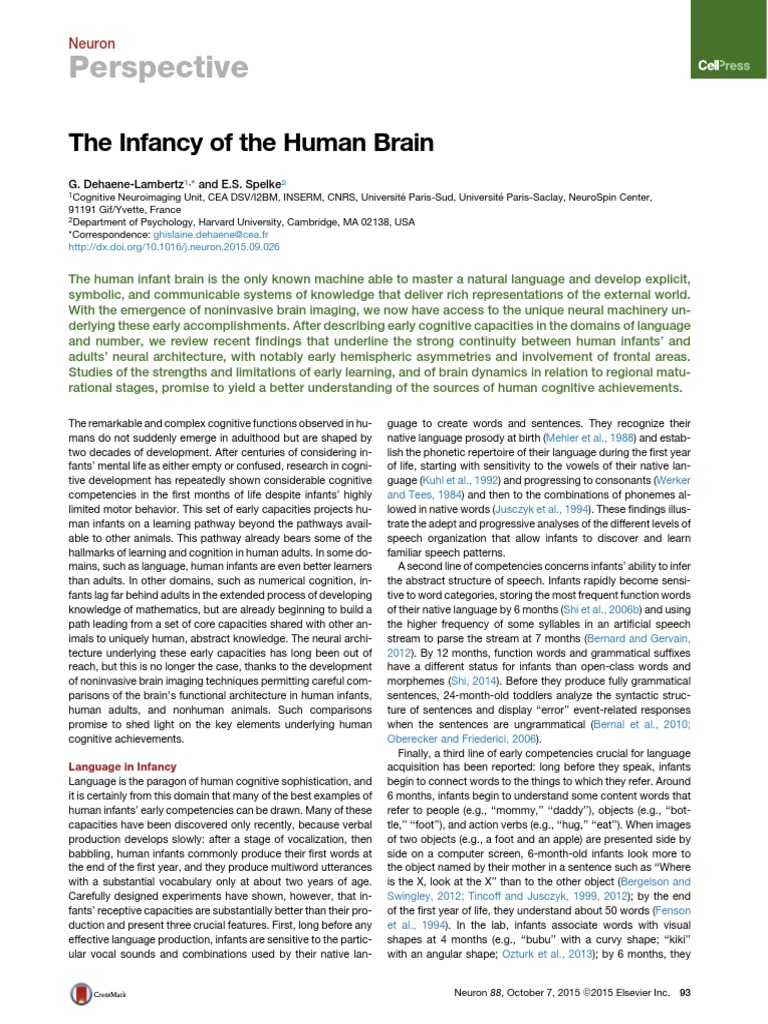 Perspective: The Infancy of The Human Brain | PDF | Cerebral Cortex ...