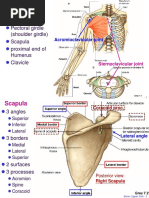 Table of Upper Limb Joints | PDF | Elbow | Anatomical Terms Of Motion