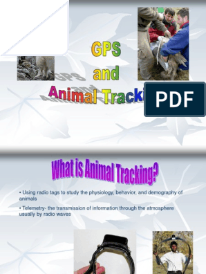 Animal Tracking and Global Positioning System | PDF | Radio | Global  Positioning System