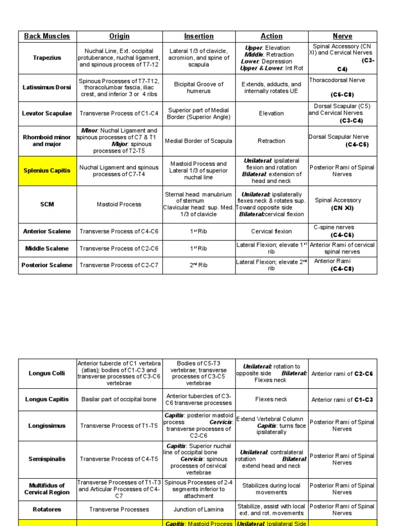 Muscle Origins, Insertions, Actions, And Interventions | Vertebra | Thumb