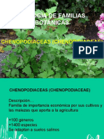 CHENOPODIACEAS