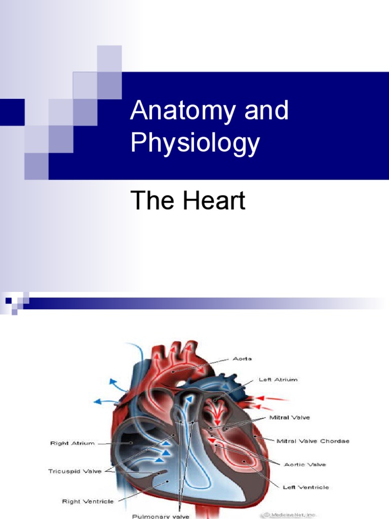 Anatomy and Physiology of the Heart | PDF | Atrium (Heart) | Heart