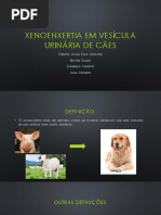 Xenoenxertia Em Vesícula Urinária de Cães