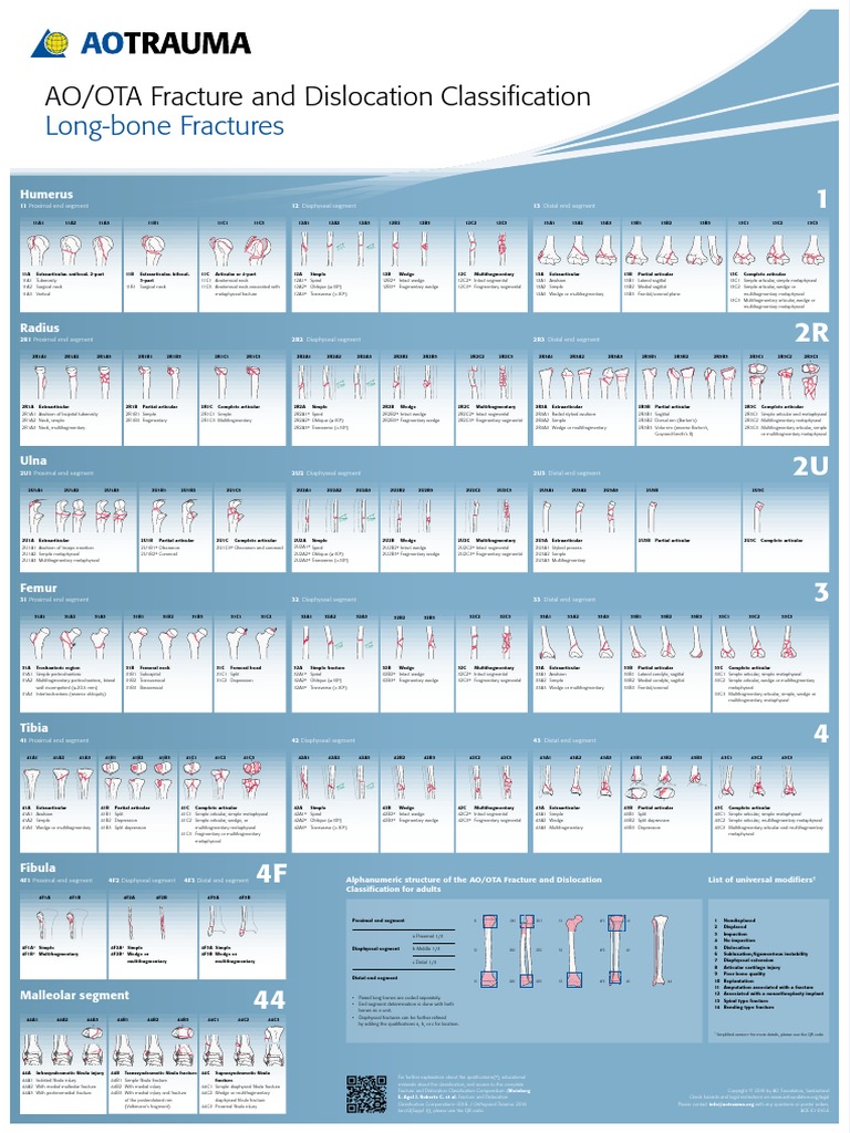 Clasificacion De Fracturas Aotrauma Limbs Anatomy Human Anatomy