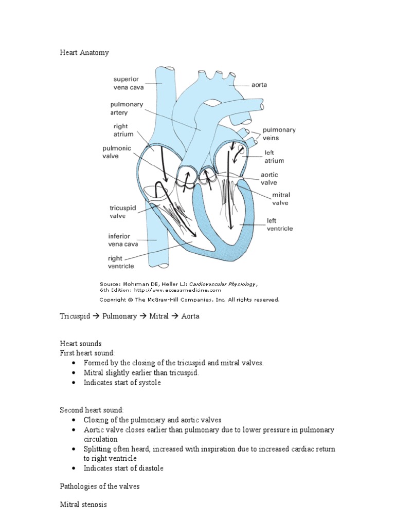 Heart Anatomy Pdf.Pdf | Introduction to the Human Circulatory System – FFLR