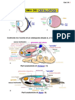 Cefalopodi - Seppia - Polipo - Nautilus - Anatomia e Paleontologia PDF