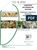 12 Ficha T Cnica - Marchitez Bacteriana Del Pl Tano