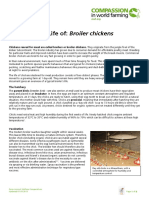 The-life-of-Broiler-chickens.pdf