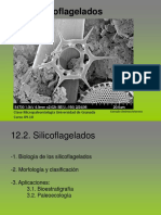 13_Silicoflagelados