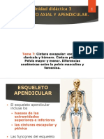 Cintura Escapular y Pélvica PDF