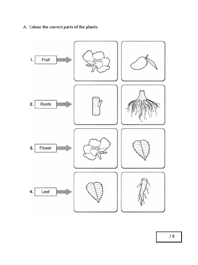 Contoh Soalan Sains Plants