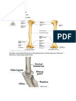 The Arm Bone of The Arm-The Humerus Trochlea Articulates With The Ulna Capitulum Articulates With The Radius