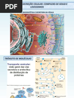 Aula 7 - GOLGI e Transporte Vesicular