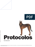Protocolos de Disección Anatomía Del Perro (3a. Ed... - (PG 21 - 250)