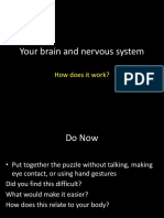 Lesson 1 The Nervous System