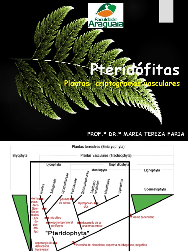 Pteridófitas | PDF | Plantas | Morfologia vegetal