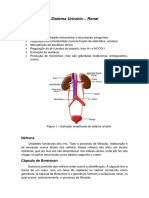 Sistema Renal - Função dos Rins e Néfrons