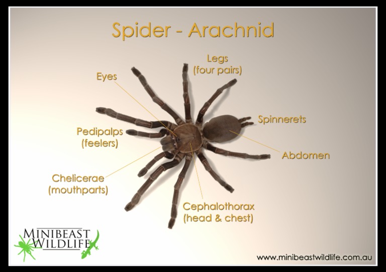 Labeled Spider Anatomy Diagram | PDF