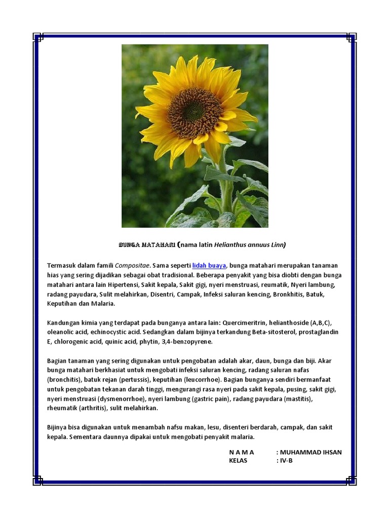 Contoh Teks Deskripsi  Tentang  Bunga  Matahari Berbagai 