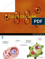 Ciclo Celular