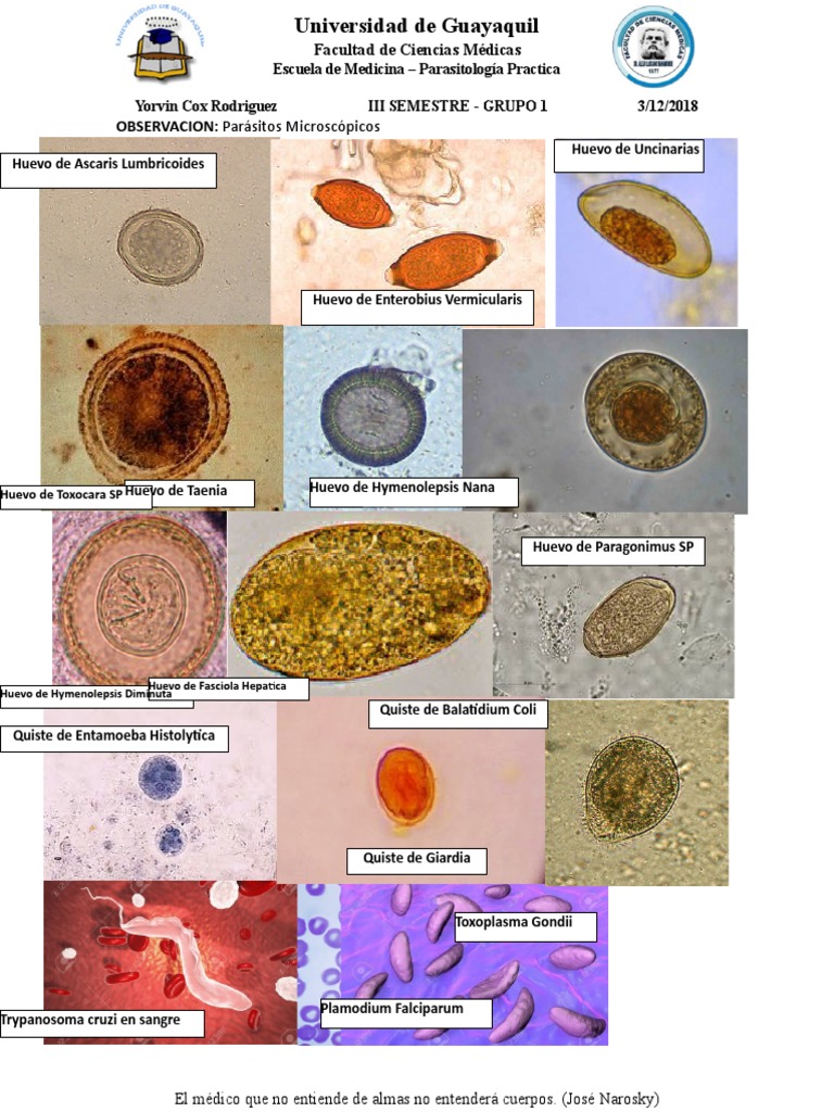Enterobius vermicularis diapositivas