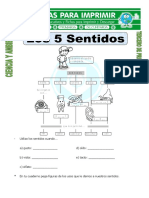 Los cinco sentidos que nos permiten conocer el mundo