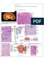 Renal Block 2