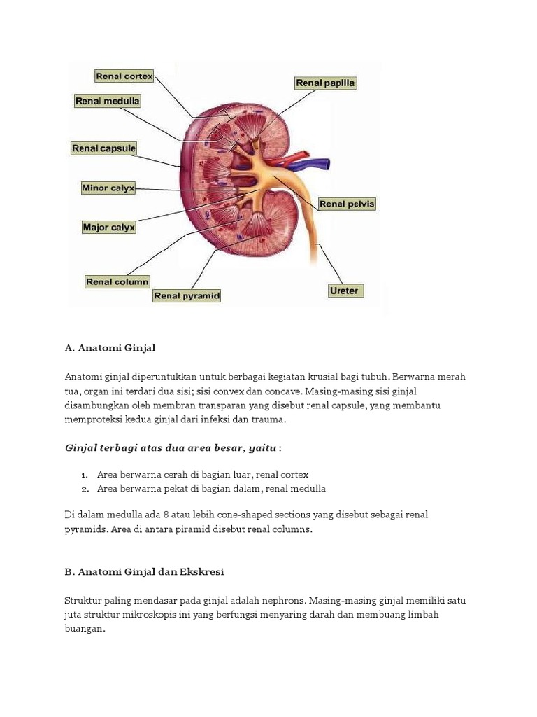 Download 96 Koleksi Gambar Ginjal Secara Morfologi Terbaik Gratis HD