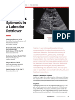 Intrahepatic Splenosis in a Labrador Retriever.pdf