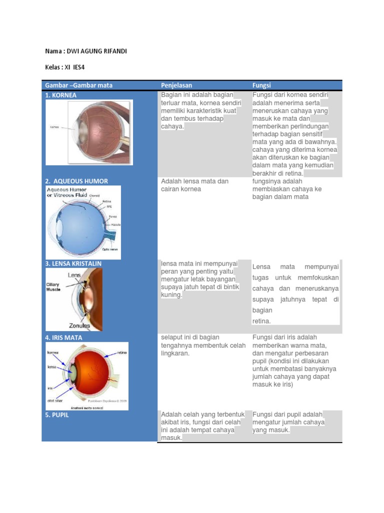 Unduh 4400 Gambar Fungsi Mata Keren HD