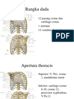 THORAX.PPT