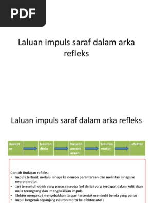 Laluan Impuls Saraf Dalam Arka Refleks Pdf