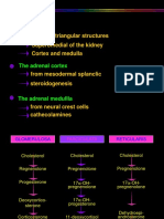 Adhiarta Adrenal 1