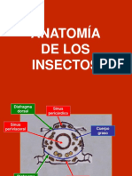 Anatomía Insectil