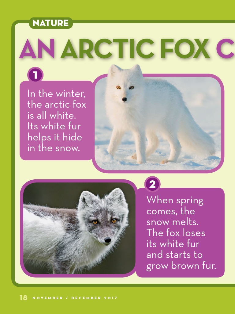 An Arctic Fox Changes Color | PDF