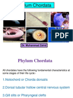 Phylum Chordata: Dr. Muhammad Zahid