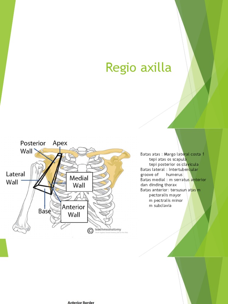 Anatomy and Borders of the Axilla | PDF | Art